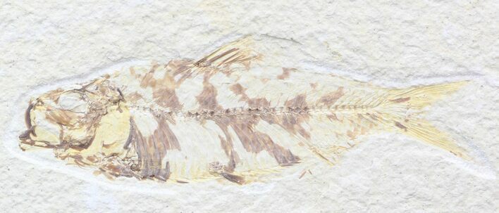 Bargain Knightia Fossil Fish - Wyoming #42375